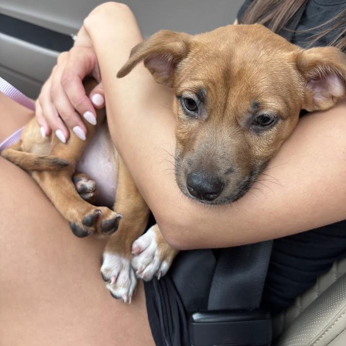 Mint Chip, a Adoptable mixed breed in North Charleston, SC image 4/6