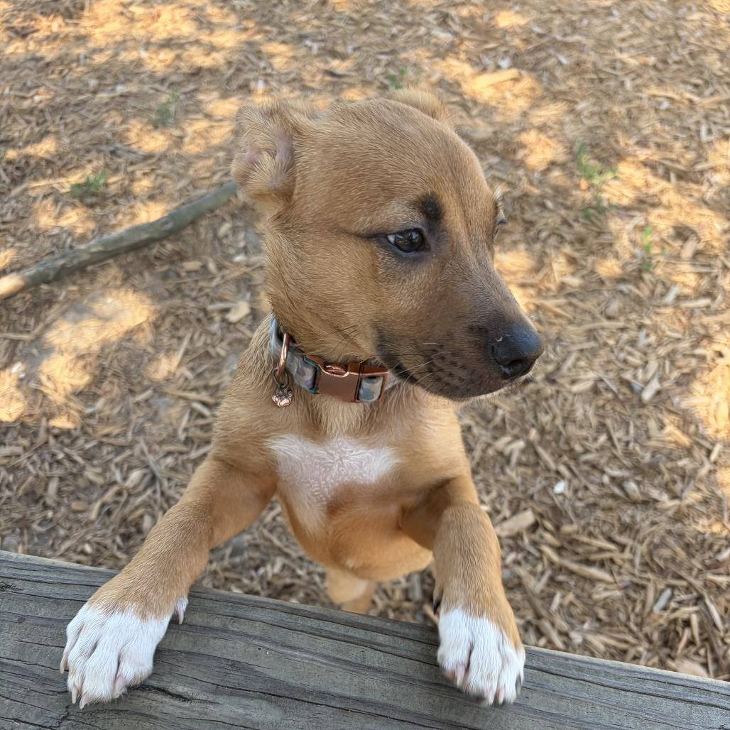 Mint Chip, a Adoptable mixed breed in North Charleston, SC image 5/6