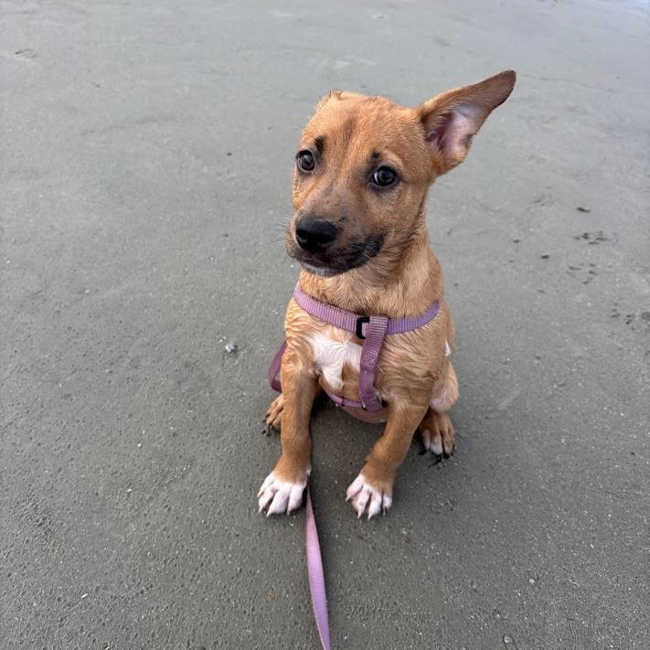 Mint Chip, a Adoptable mixed breed in North Charleston, SC image 6/6