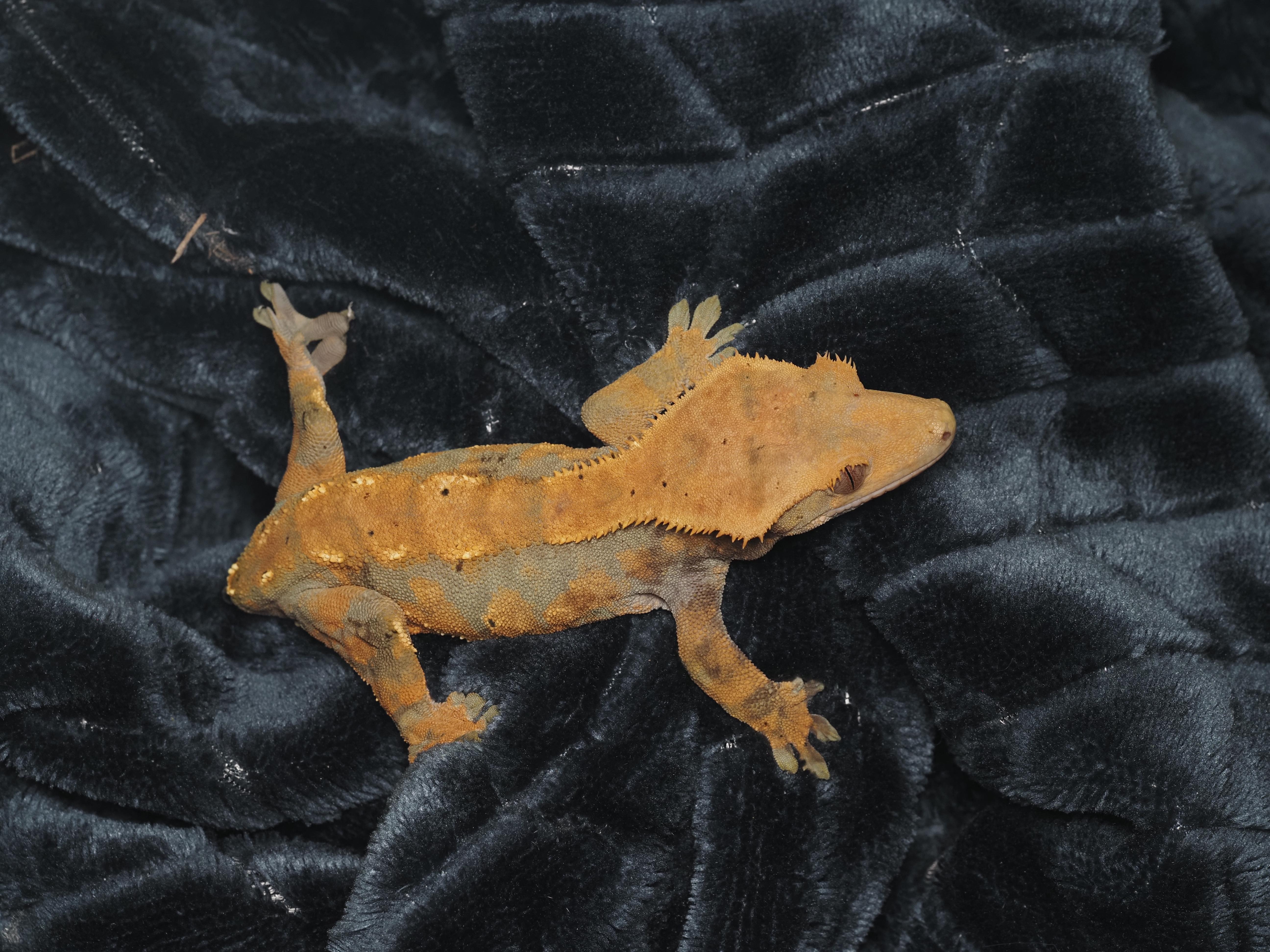 Stick-a-Butt the Crested Gecko , an adopted Gecko in Tacoma, WA image 2/2