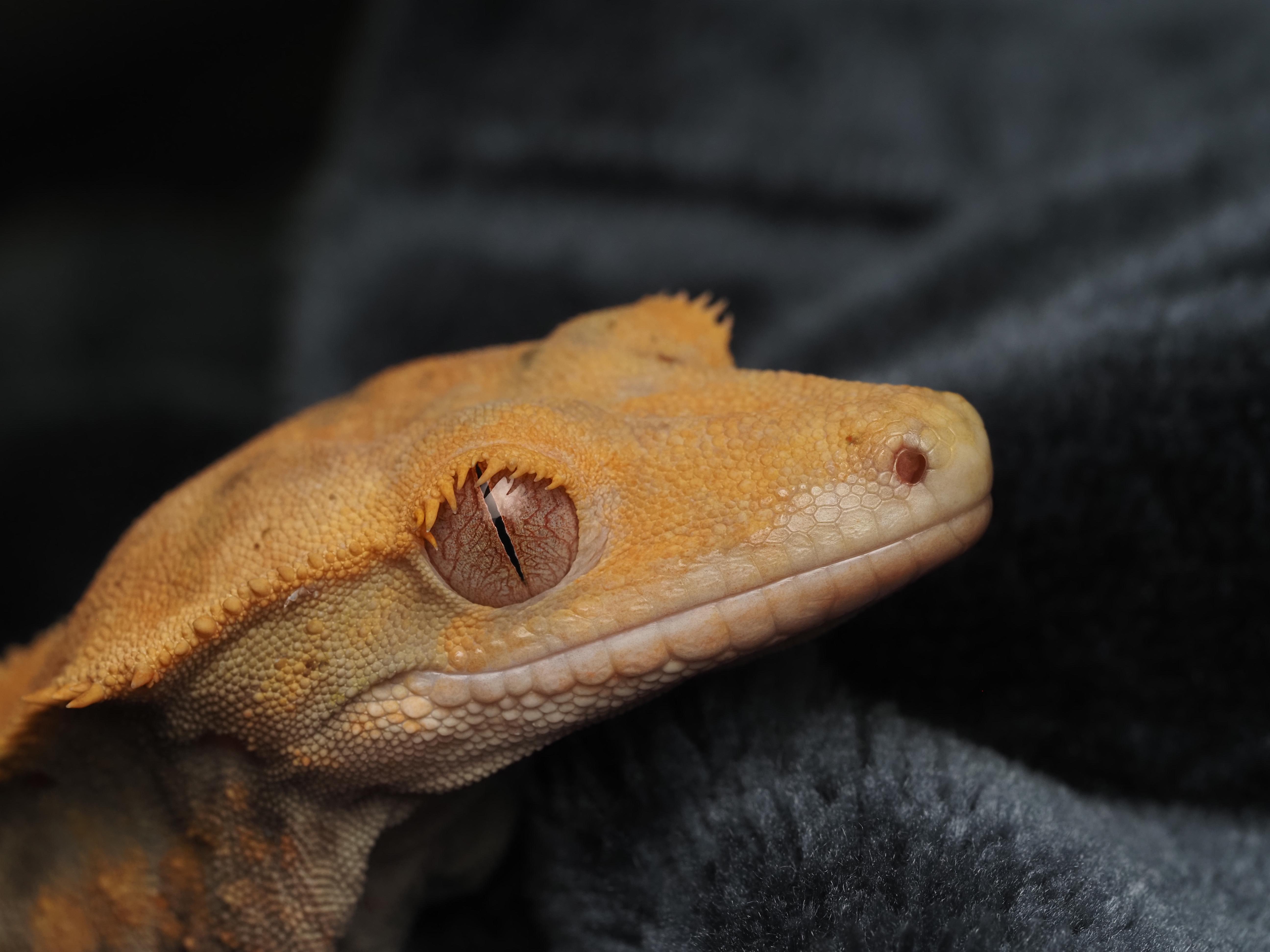 Stick-a-Butt the Crested Gecko , an adopted Gecko in Tacoma, WA image 1/2