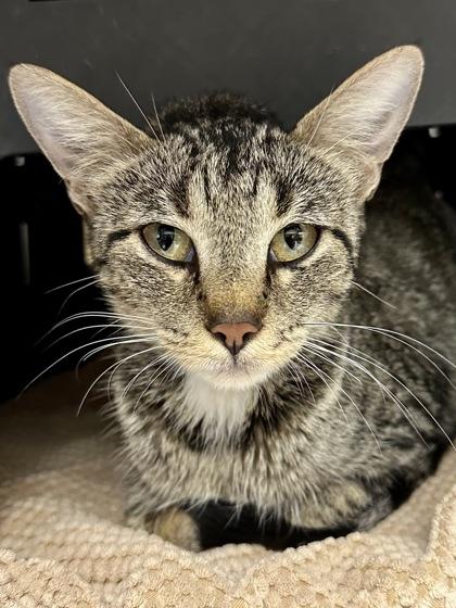 Calla, Adoptable, Adult Female Domestic Short Hair.