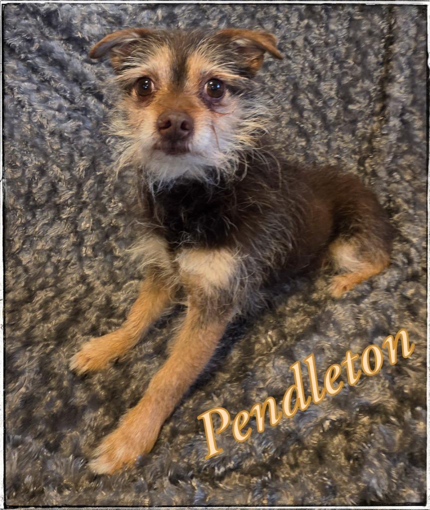 Enlarge Pendleton, a Adopted Yorkshire Terrier in Gold Beach, OR image 1/1