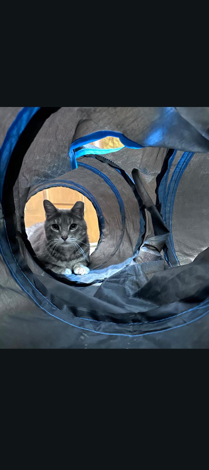 Enlarge Wyatt, a ADOPTABLE Domestic Short Hair in Murfreesboro, TN image 2/3