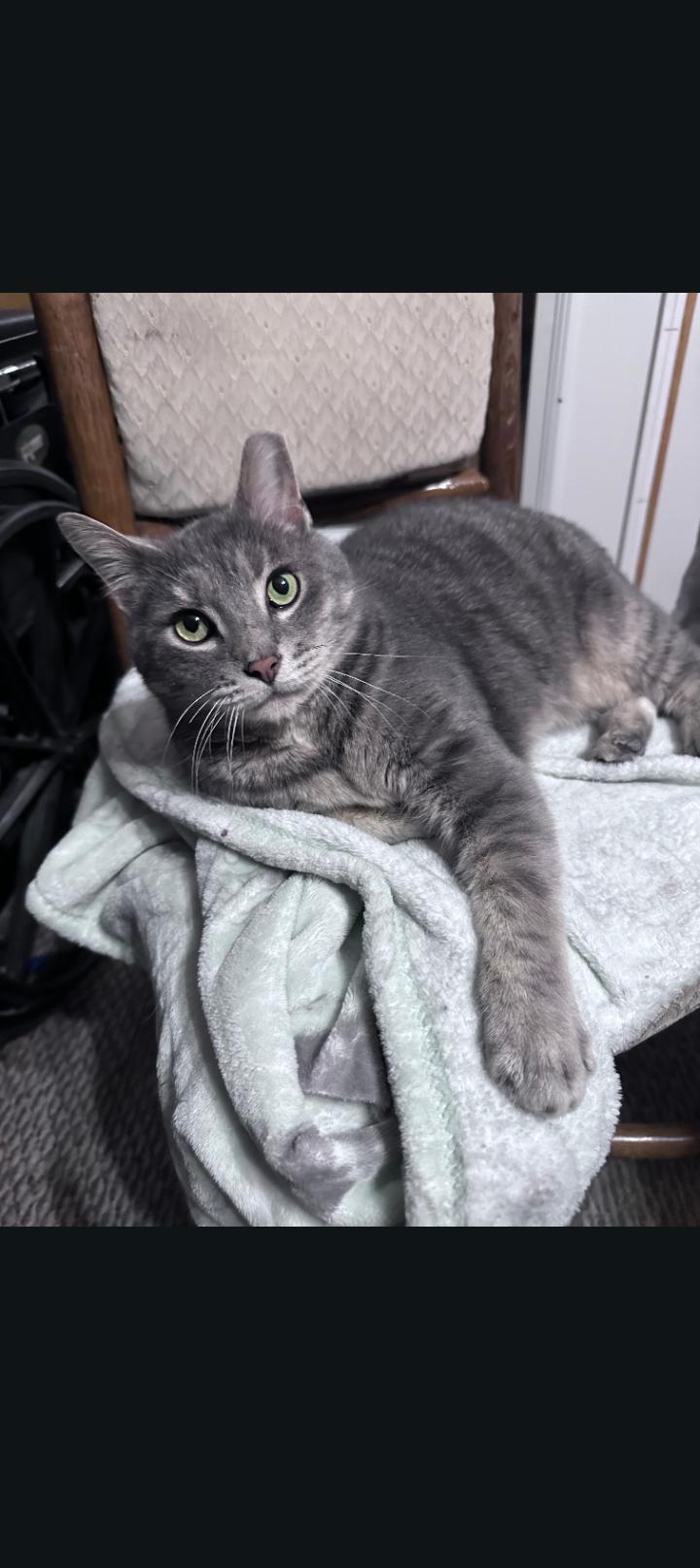 Enlarge Wyatt, a ADOPTABLE Domestic Short Hair in Murfreesboro, TN image 1/3