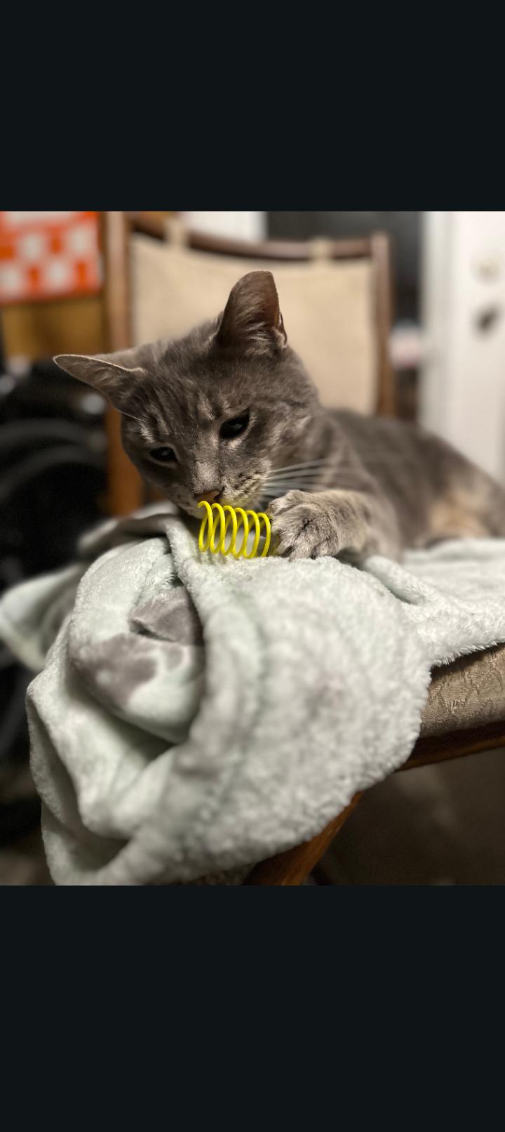 Enlarge Wyatt, a ADOPTABLE Domestic Short Hair in Murfreesboro, TN image 3/3