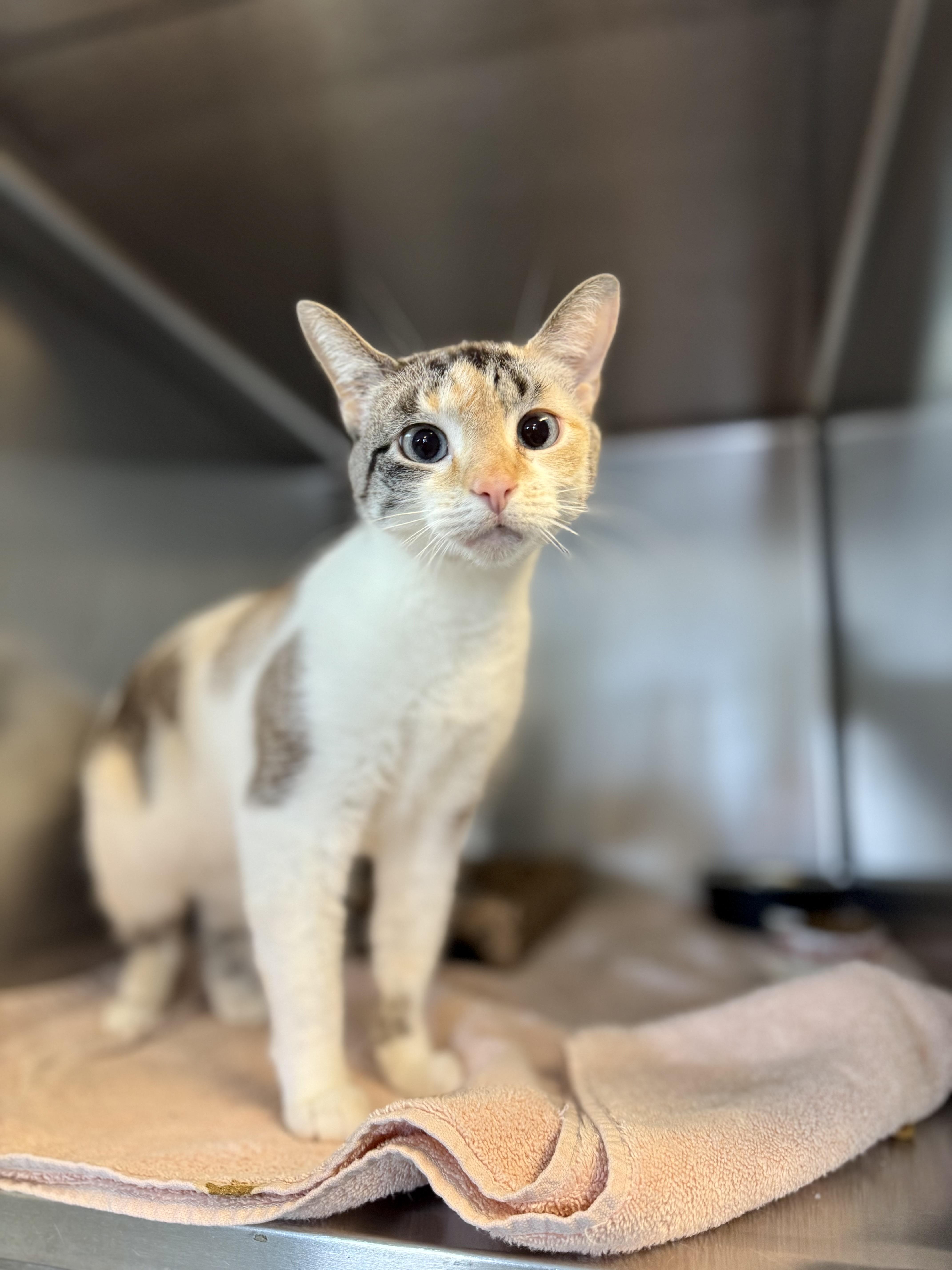 Cali, Adoptable, Young Female Domestic Short Hair.