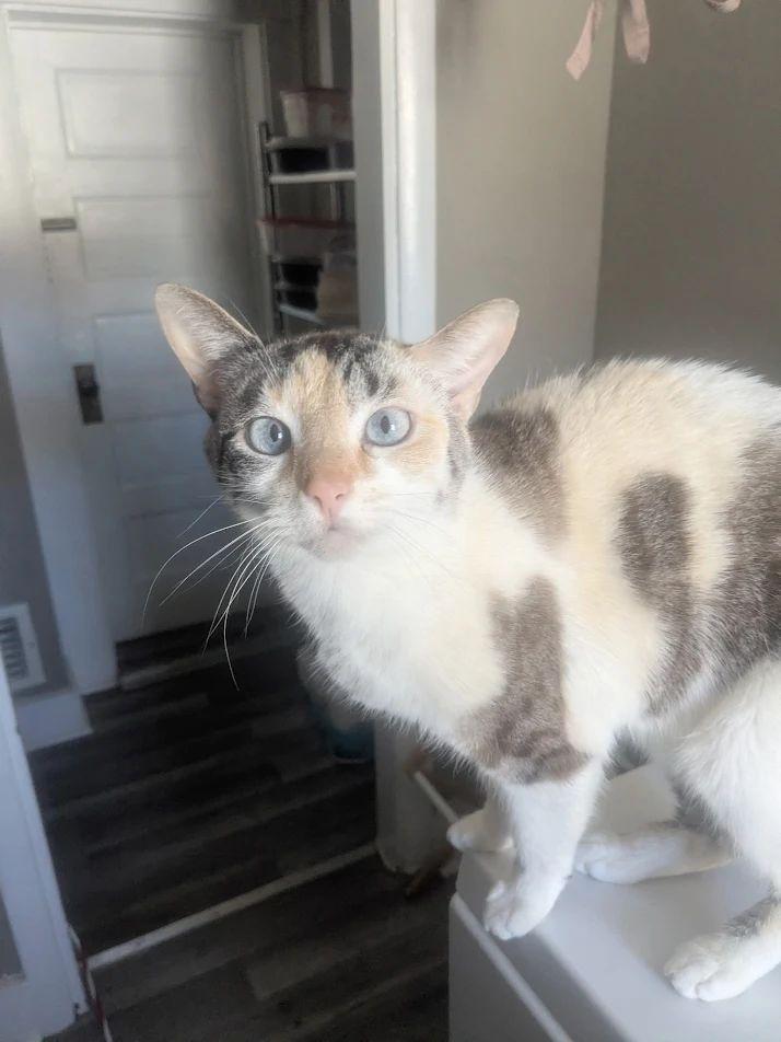 Enlarge Cali, a Adoptable Domestic Short Hair in Dayton, OH image 2/2