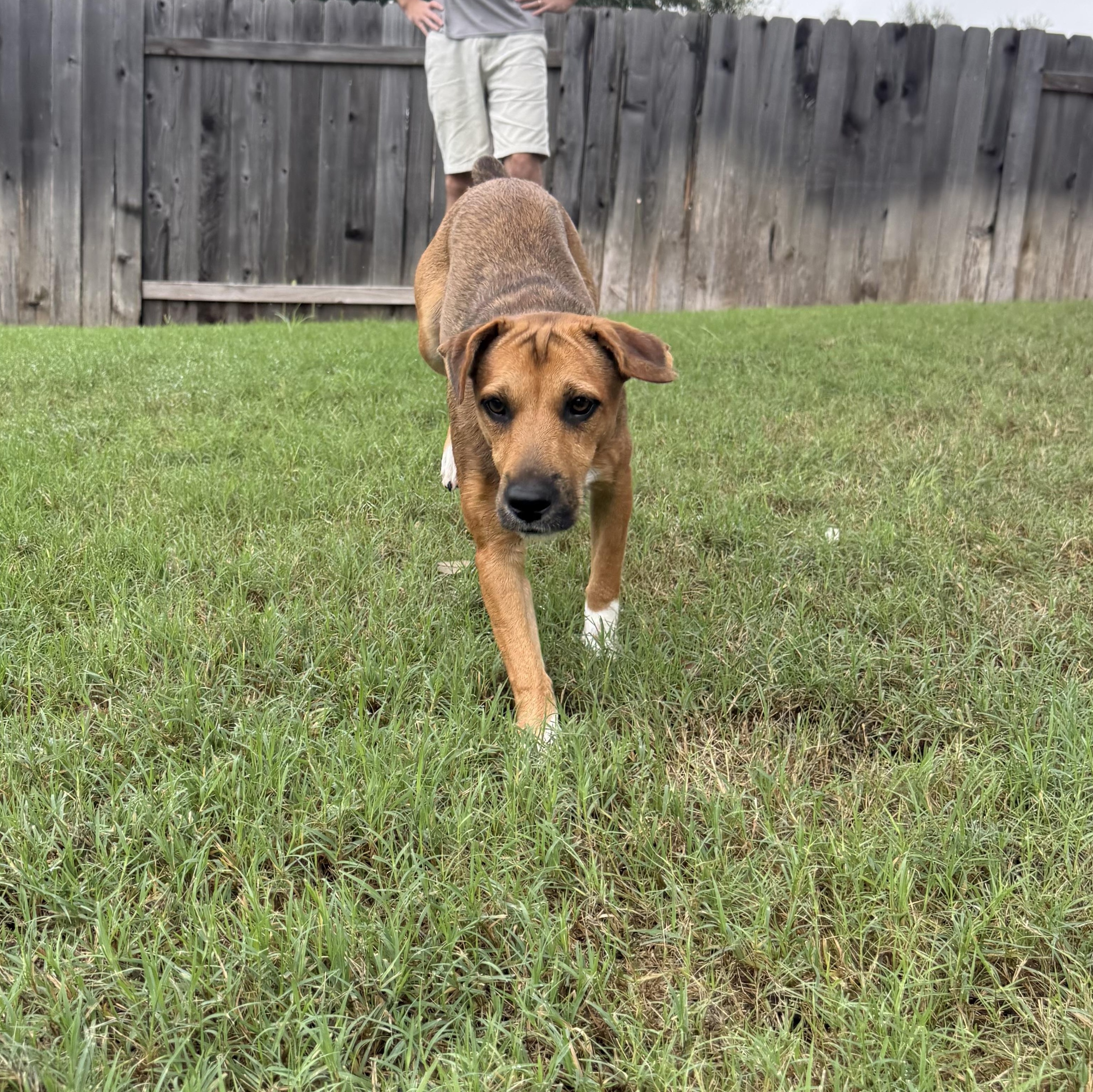 Enlarge Boots, a Adopted mixed breed in Wimberley, TX image 4/6
