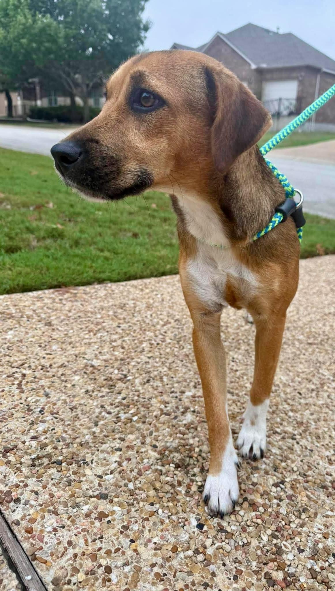 Enlarge Boots, a Adopted mixed breed in Wimberley, TX image 2/6