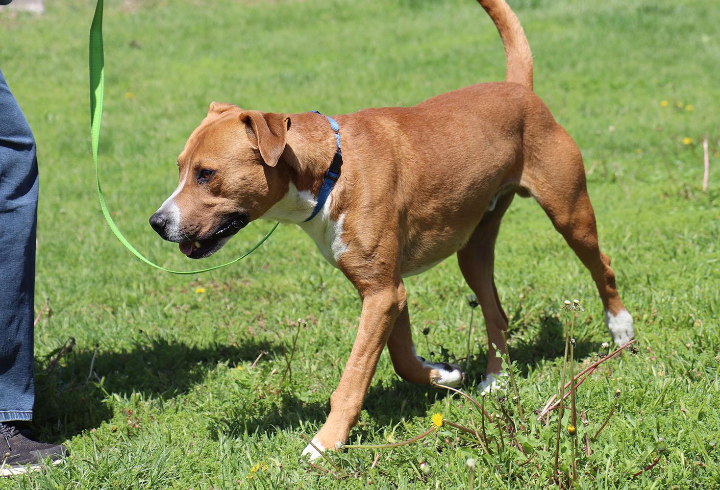 Murphy (AO33906), a Adoptable mixed breed in Kansas City, KS image 5/6