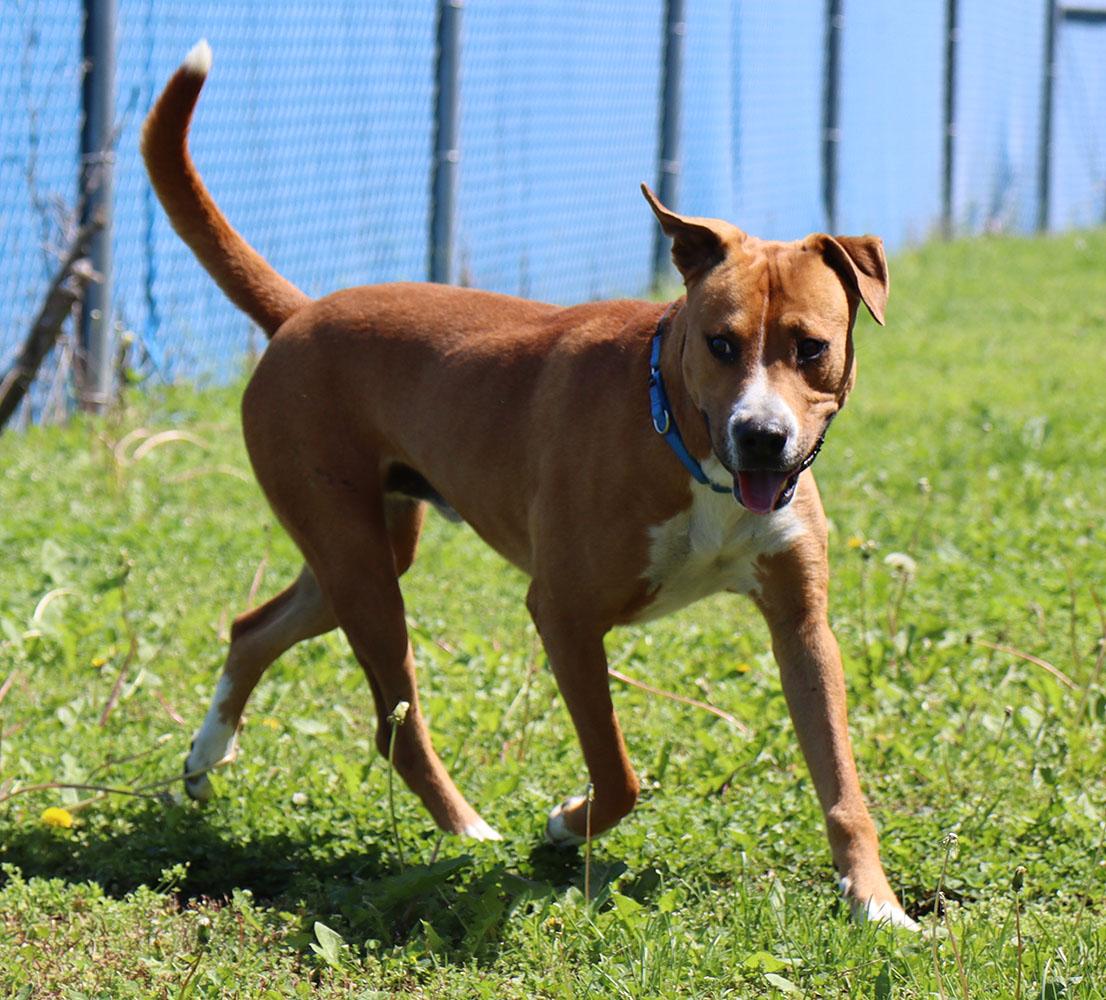 Murphy (AO33906), a Adoptable mixed breed in Kansas City, KS image 2/6