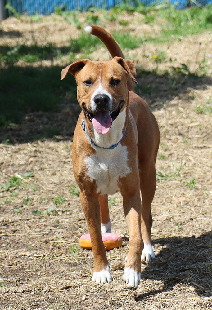 Murphy (AO33906), a Adoptable mixed breed in Kansas City, KS image 3/6