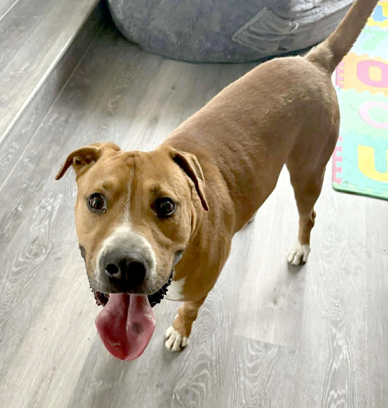 Enlarge Murphy (AO33906), a Adoptable mixed breed in Kansas City, KS image 5/6