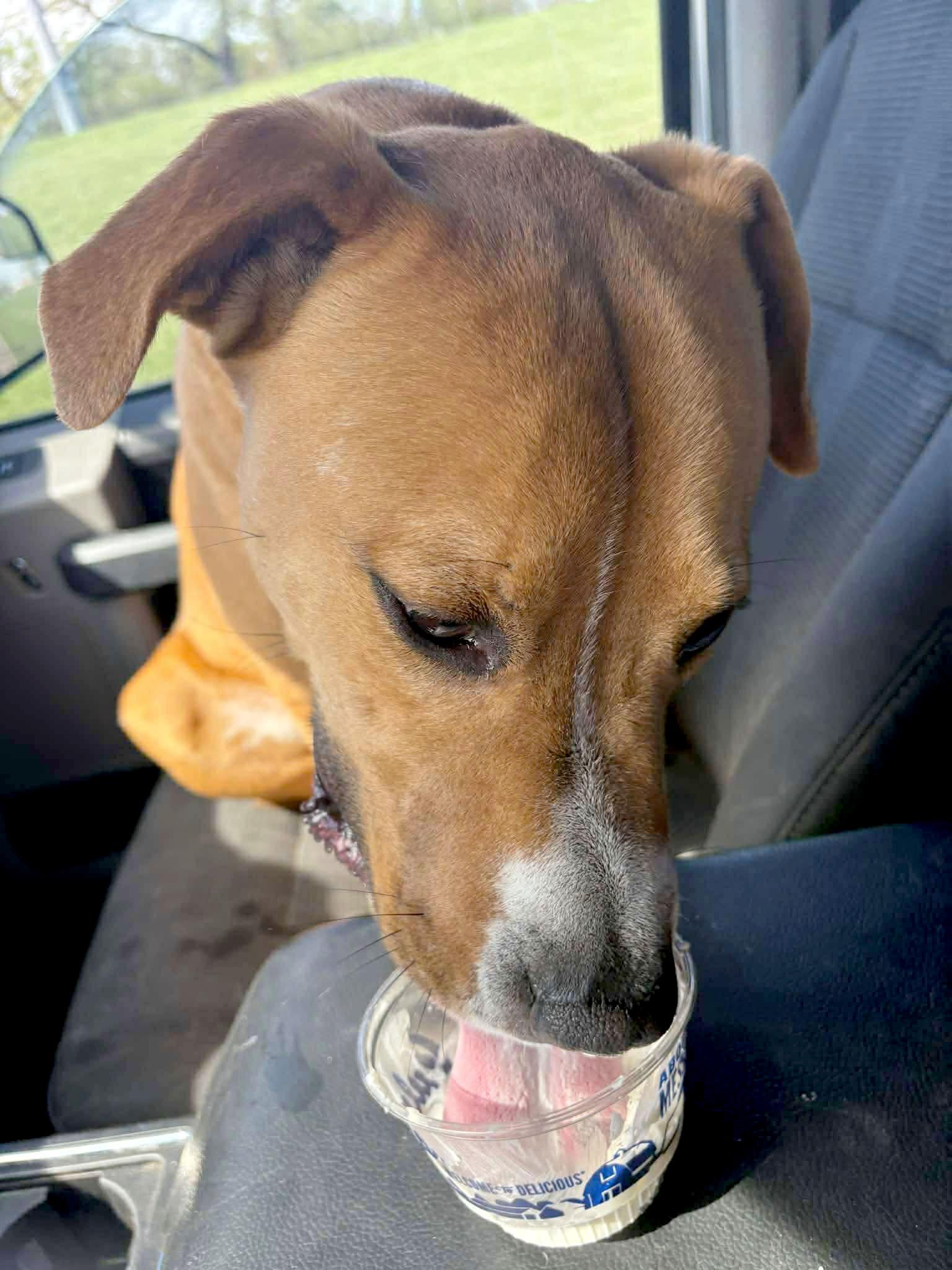 Enlarge Murphy (AO33906), a Adoptable mixed breed in Kansas City, KS image 3/6