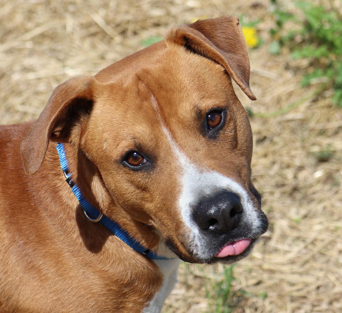 Murphy (AO33906), a Adoptable mixed breed in Kansas City, KS image 4/6