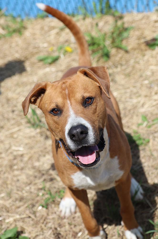 Murphy (AO33906), a Adoptable mixed breed in Kansas City, KS image 6/6