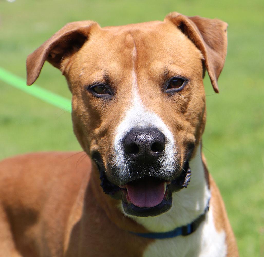 Murphy (AO33906), Adoptable, Young Male Labrador Retriever & Mixed Breed.