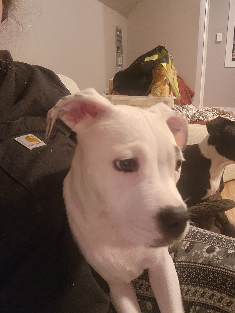 Luna, Adopted, Puppy Female Boston Terrier.