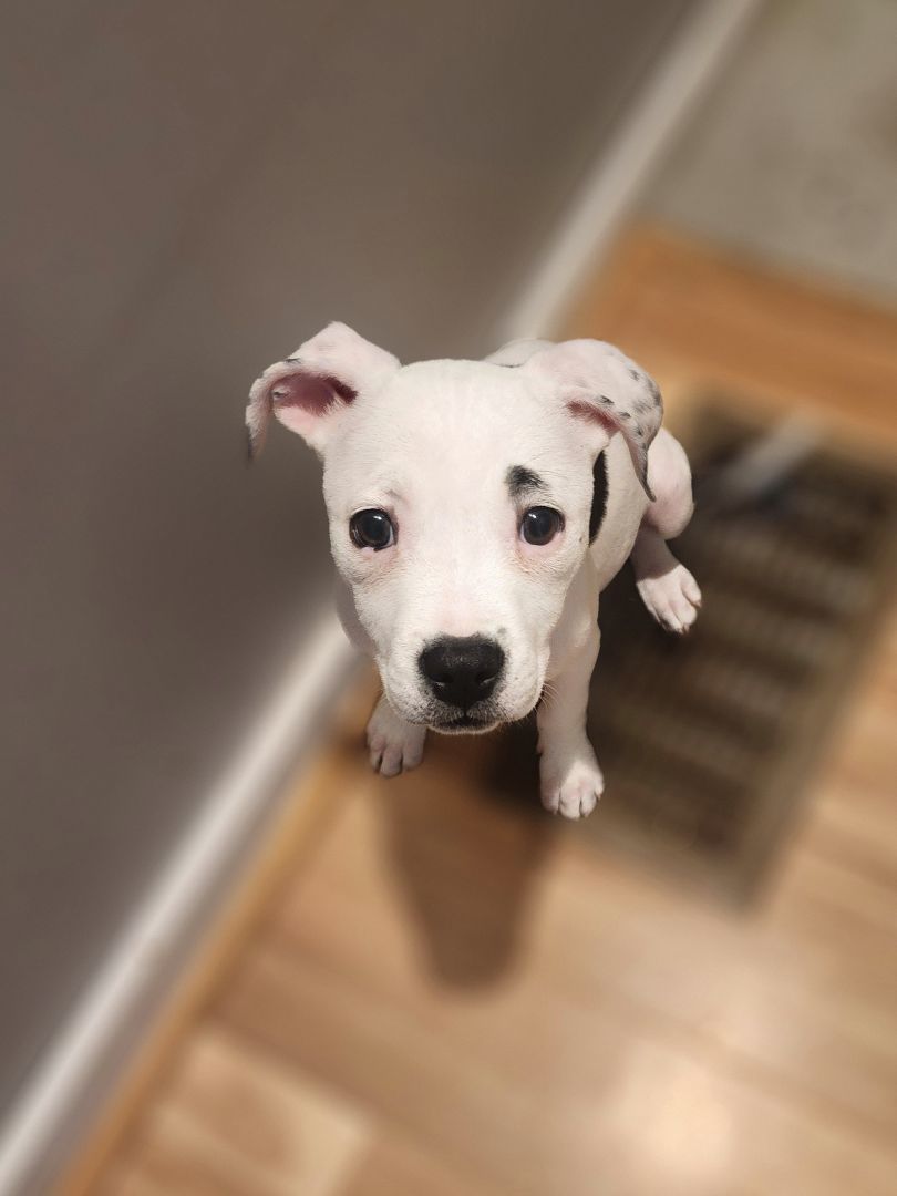 Luna, a Adopted mixed breed in Bristol, VT image 2/6