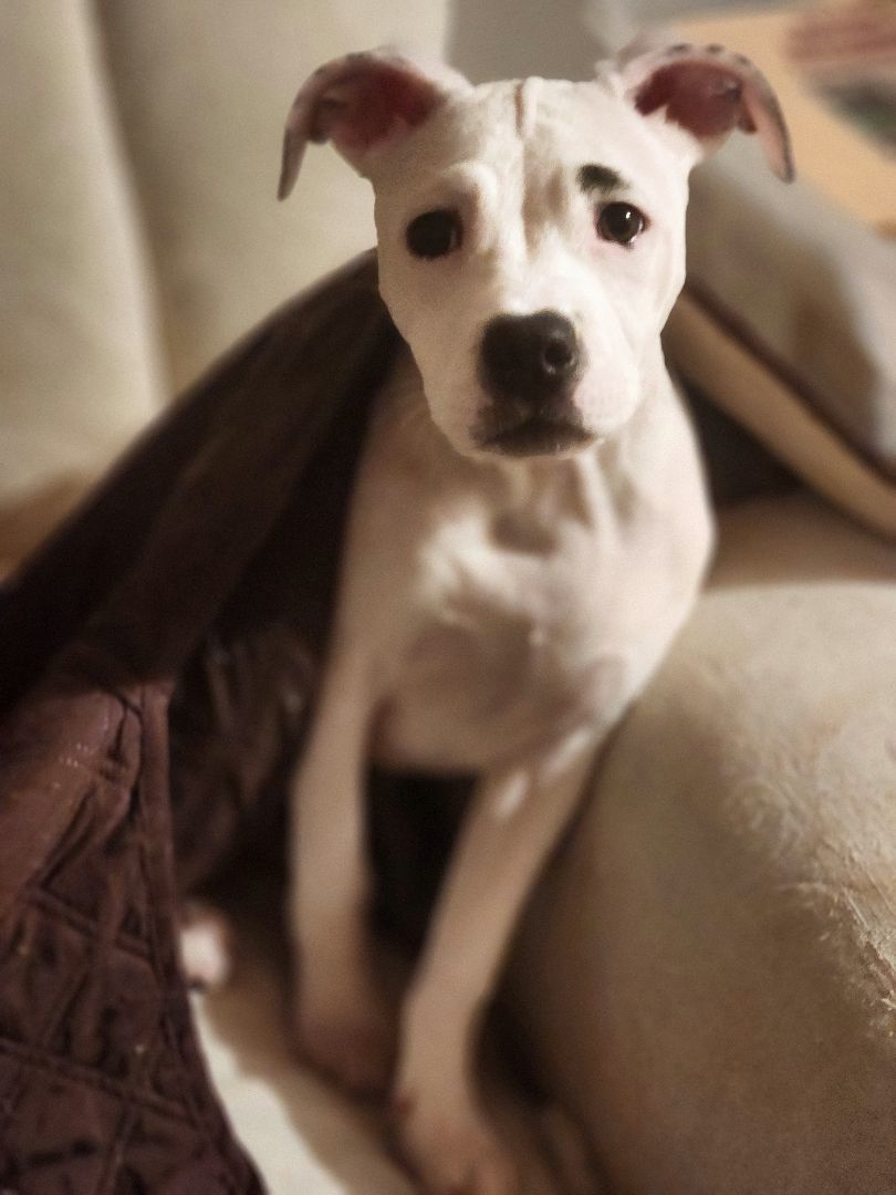 Luna, a Adopted mixed breed in Bristol, VT image 3/6