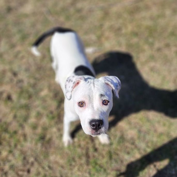 Luna, a Adopted mixed breed in Bristol, VT image 4/6