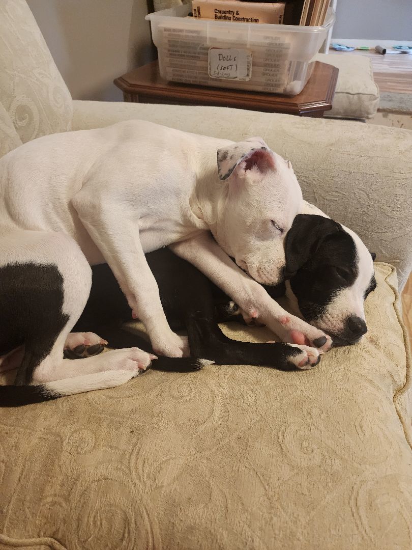 Luna, a Adopted mixed breed in Bristol, VT image 5/6