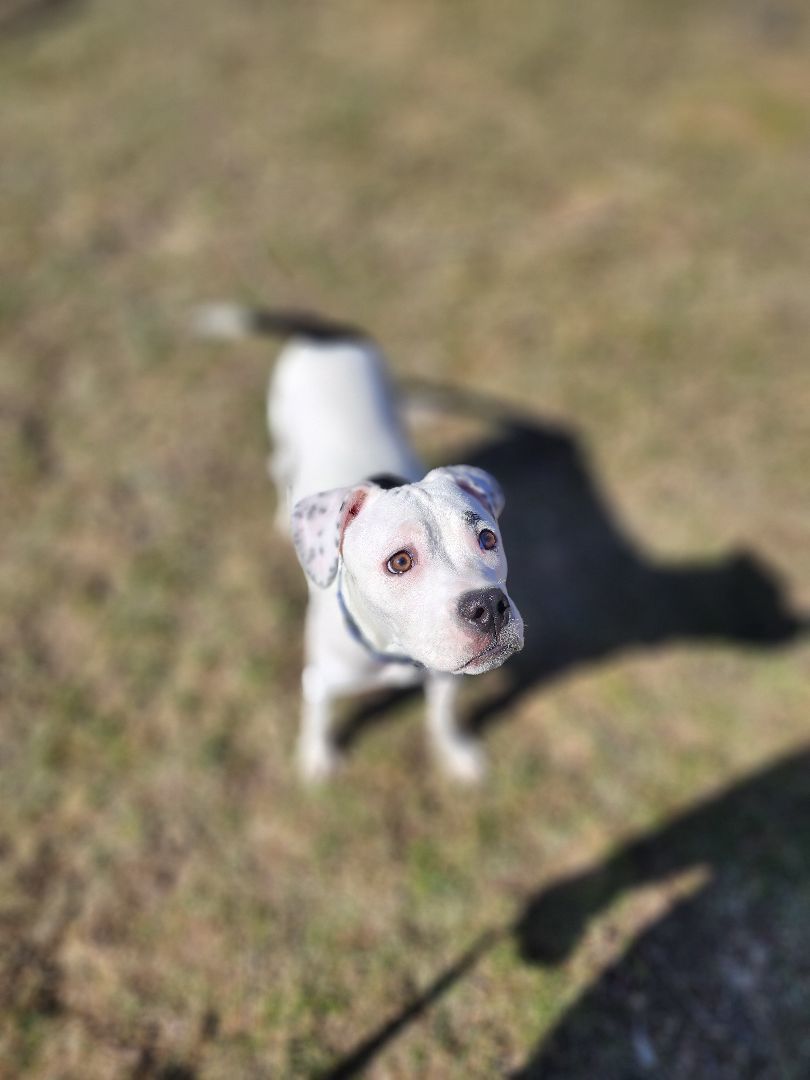 Luna, a Adopted mixed breed in Bristol, VT image 6/6