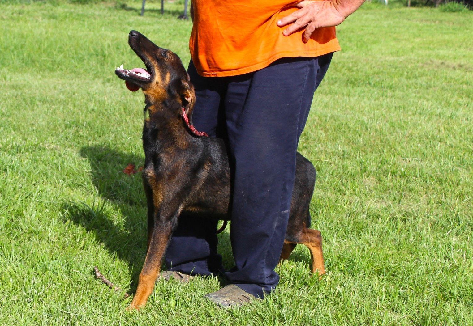 Enlarge Jada-6months Spay Contract Required $150, a Adopted mixed breed in Holly Hill, SC image 1/2