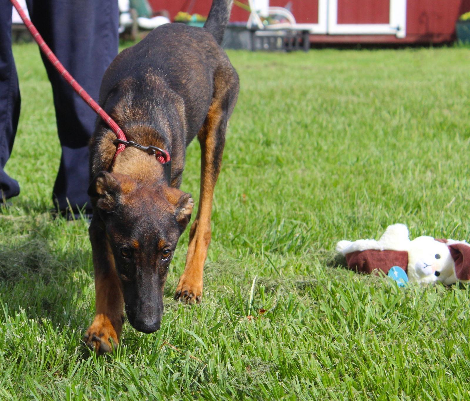 Jada-6months Spay Contract Required $150, Adopted, Puppy Female German Shepherd Dog & Doberman Pinscher.