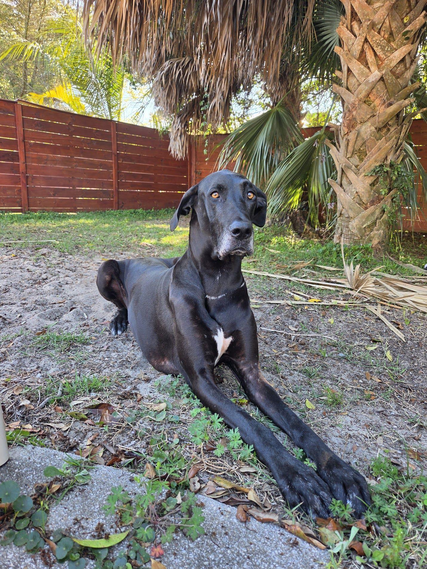 Blossom, an adoptable Great Dane in Pensacola, FL image 3/6