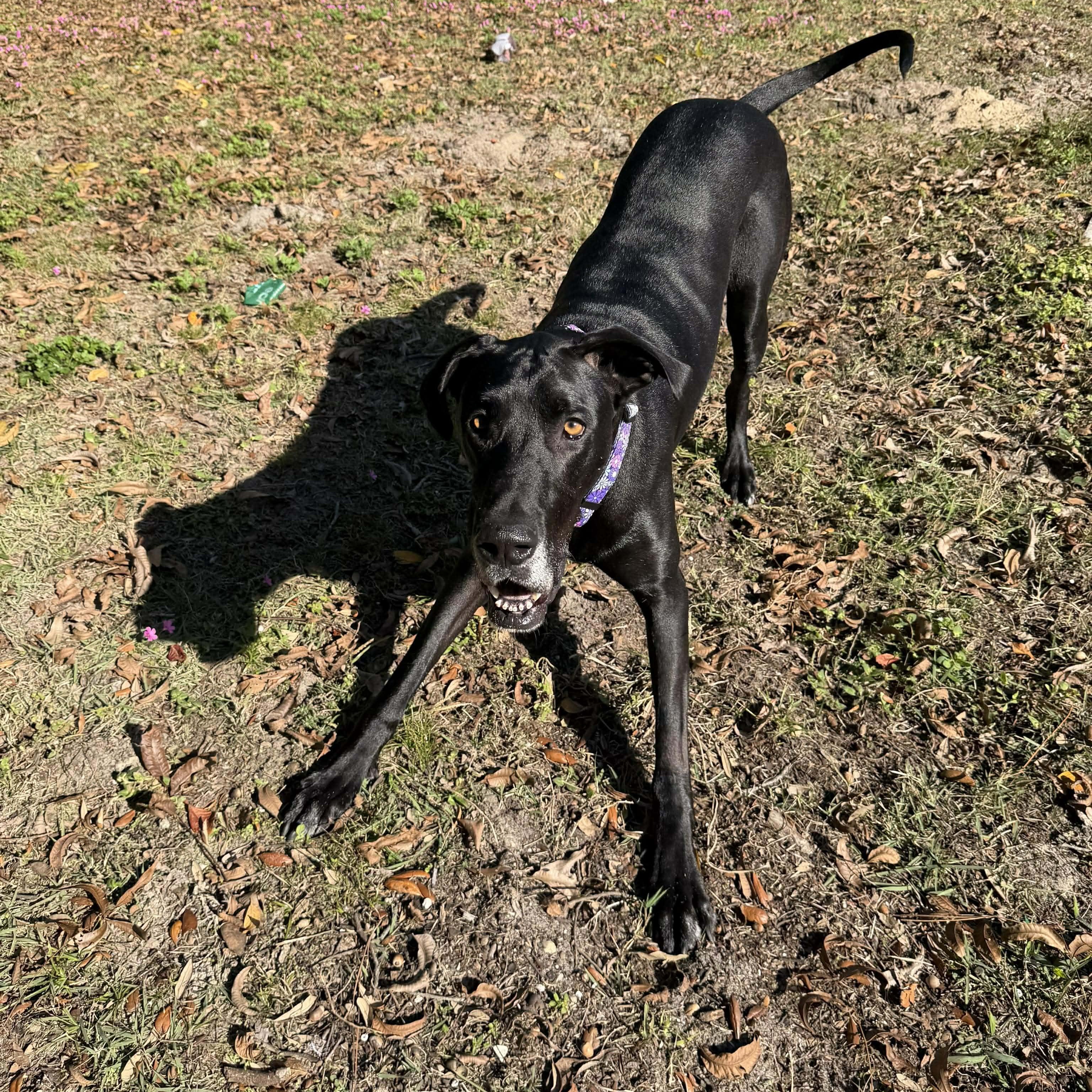 Enlarge Blossom, an adoptable Great Dane in Pensacola, FL image 1/6