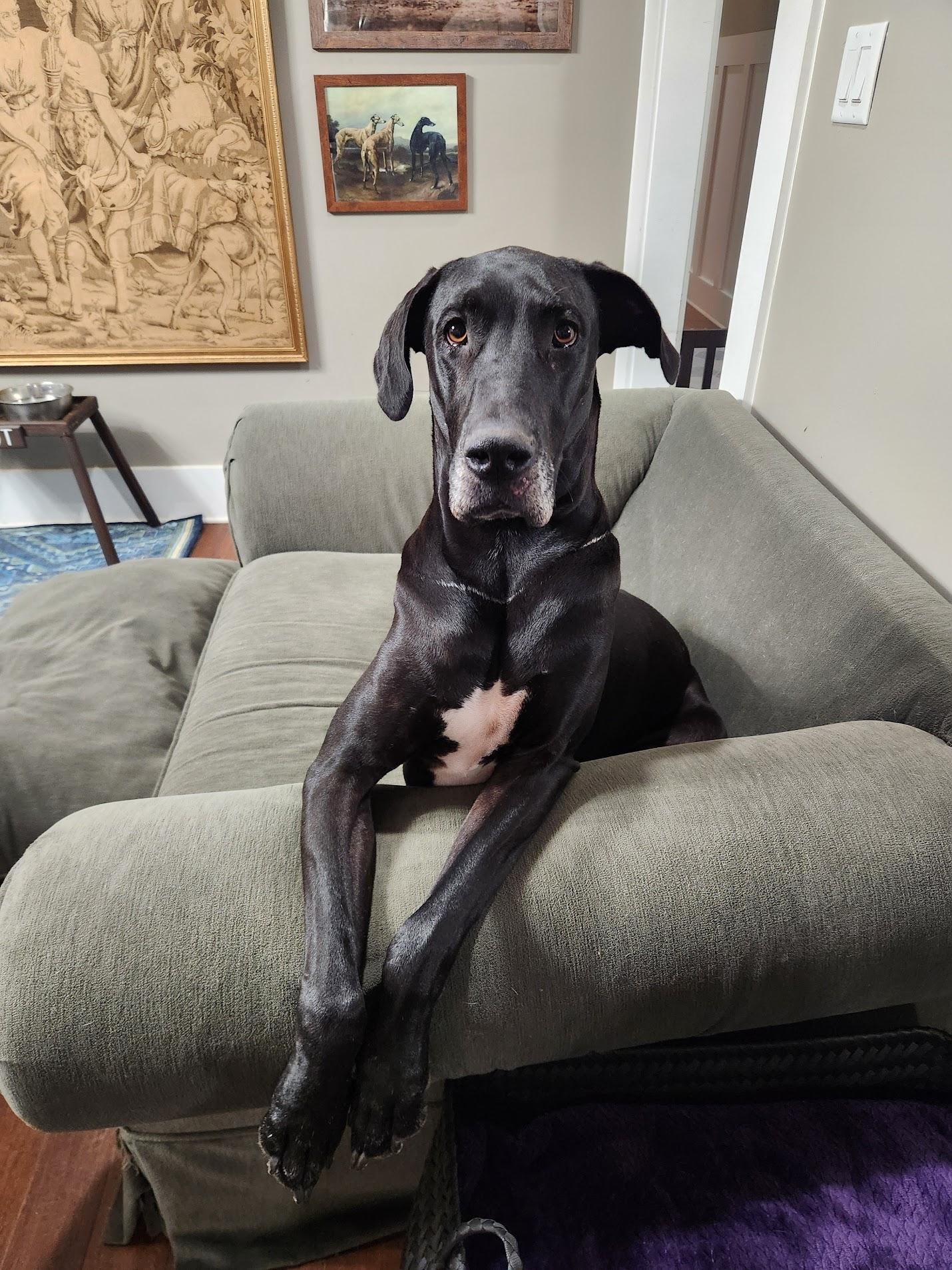 Blossom, an adoptable Great Dane in Pensacola, FL image 2/6