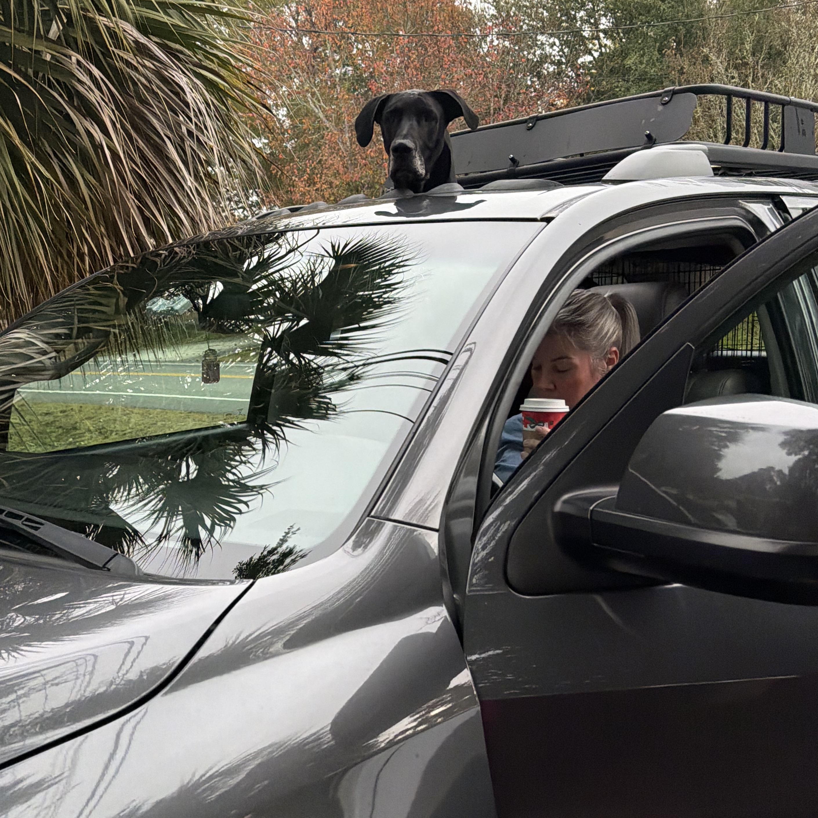 Enlarge Blossom, an adoptable Great Dane in Pensacola, FL image 2/6