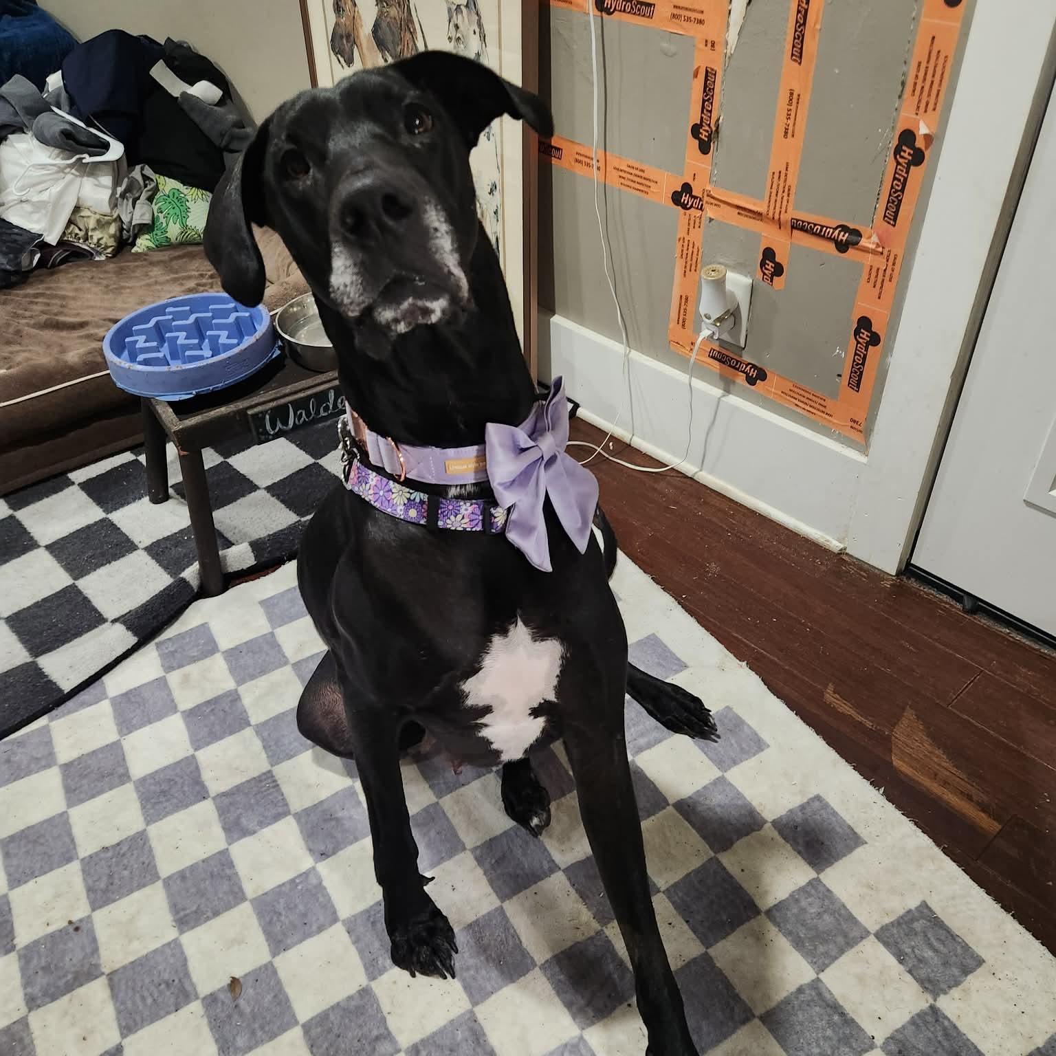 Blossom, adoptable, Young Female Great Dane.