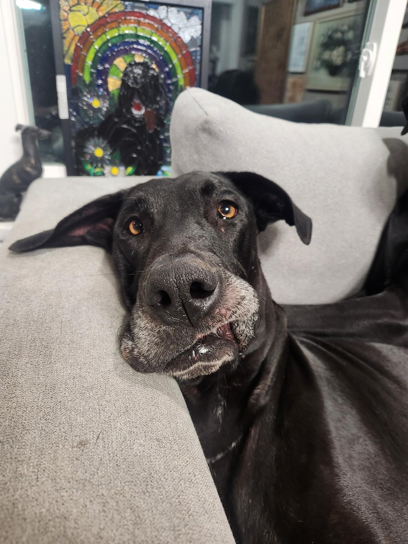 Blossom, adoptable, Young Female Great Dane.