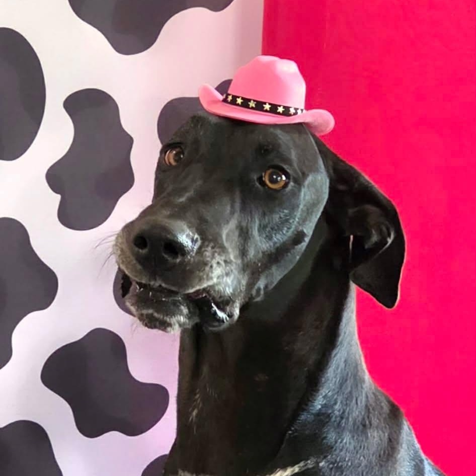 Blossom, adoptable, Young Female Great Dane.