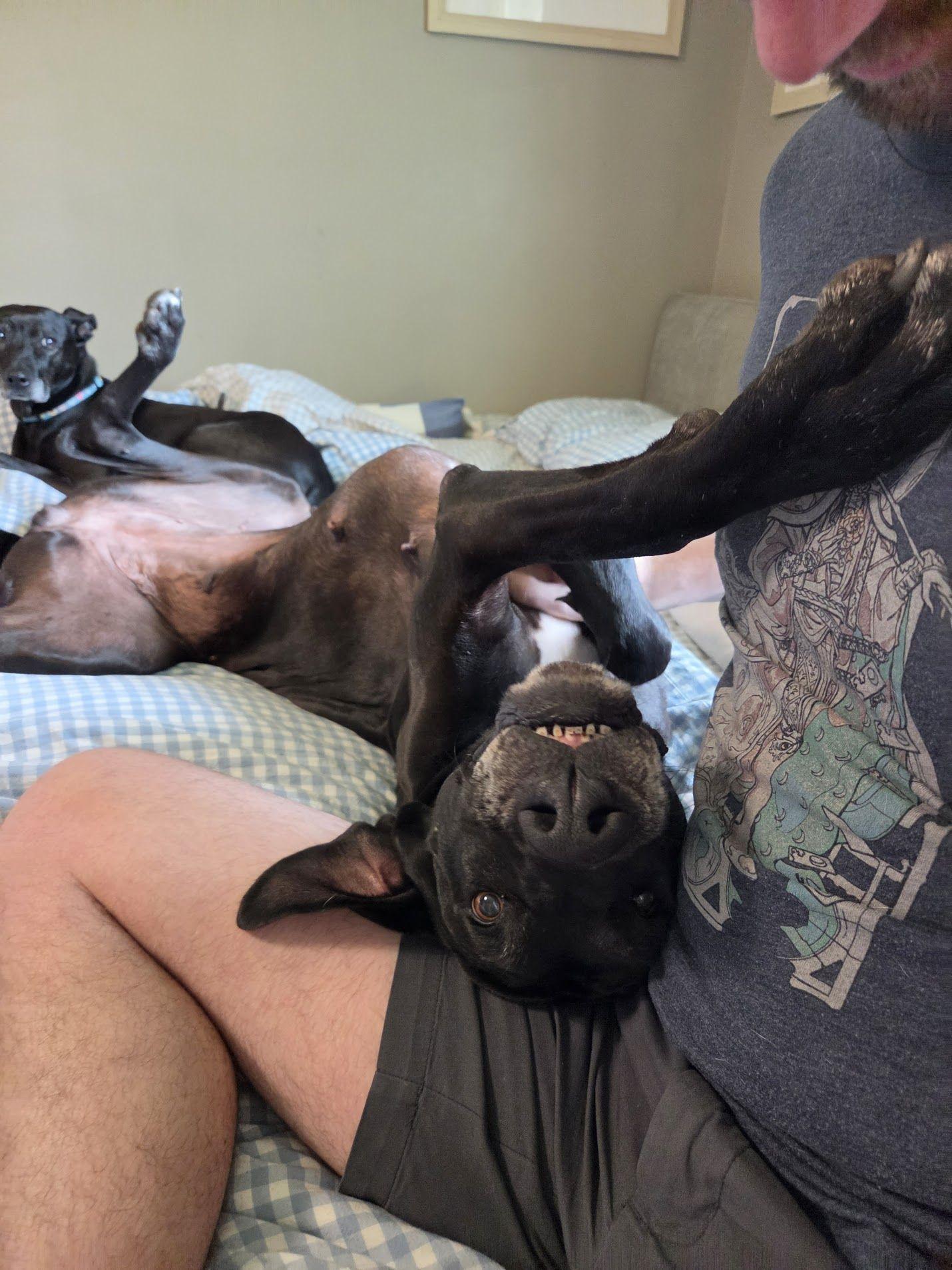 Blossom, an adoptable Great Dane in Pensacola, FL image 6/6