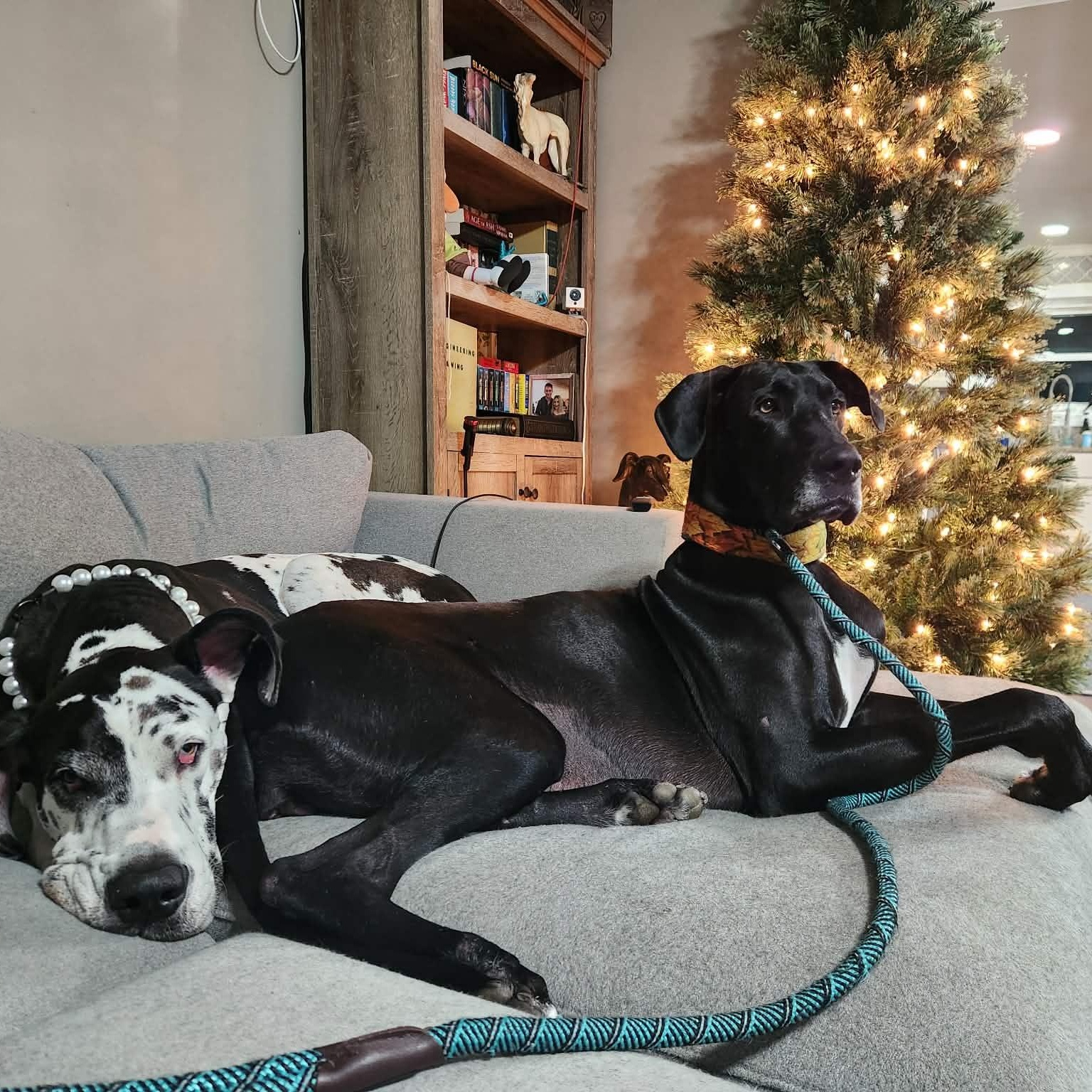 Enlarge Blossom, an adoptable Great Dane in Pensacola, FL image 4/6