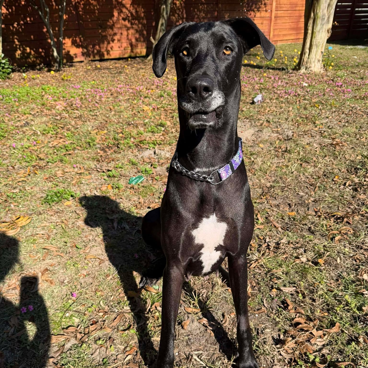 Enlarge Blossom, an adoptable Great Dane in Pensacola, FL image 5/6
