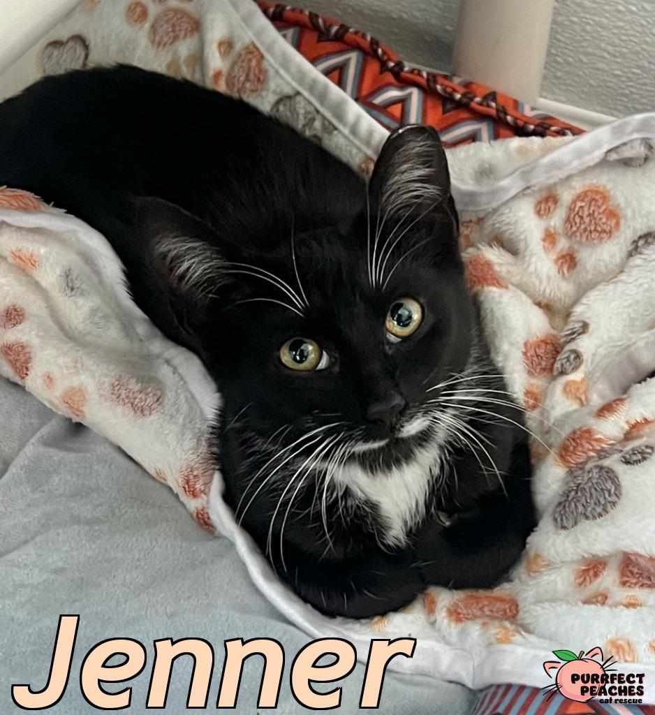 Jenner, Adoptable, Young Male Domestic Short Hair.