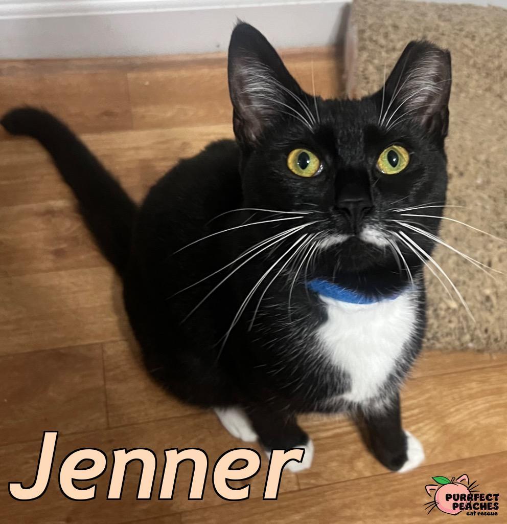 Enlarge Jenner, a Adoptable mixed breed in Douglasville, GA image 2/3