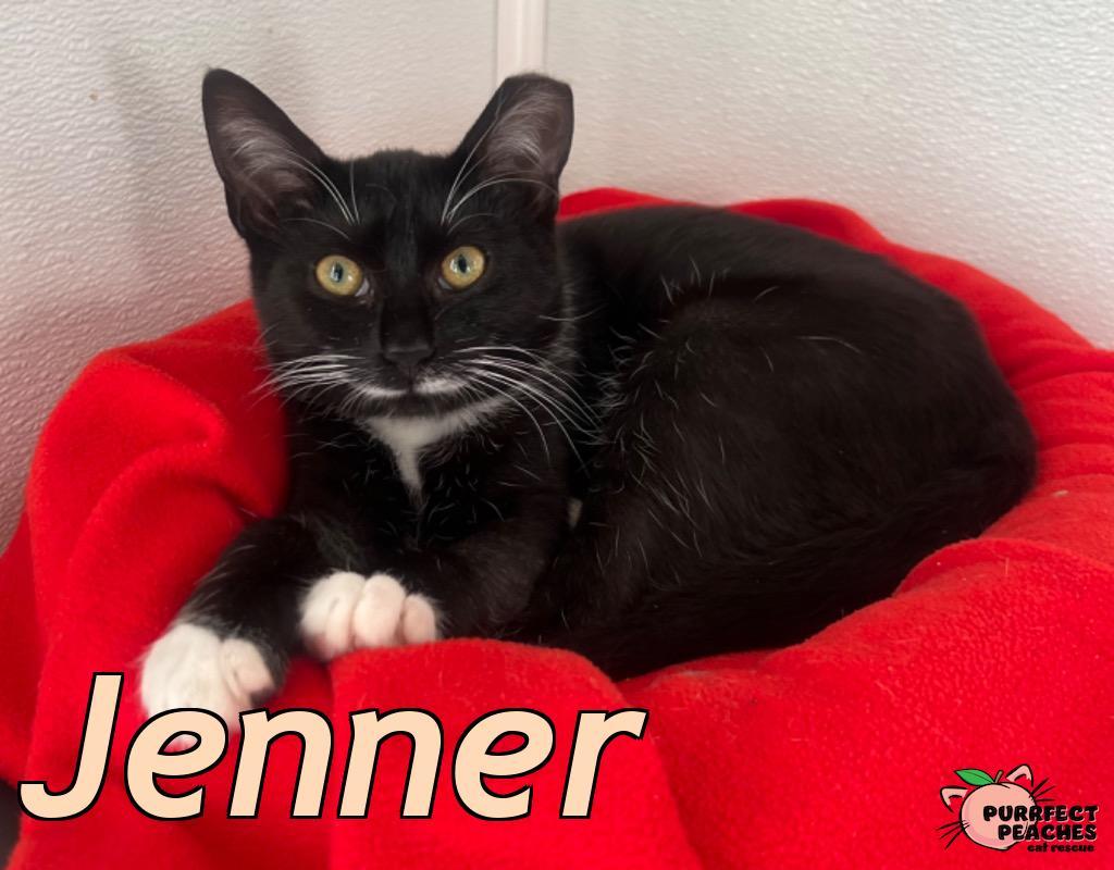 Enlarge Jenner, a Adoptable mixed breed in Douglasville, GA image 3/3