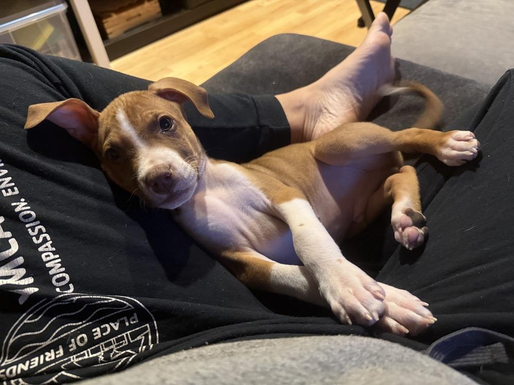 Enlarge Bay of Cadiz, a Adoptable mixed breed in Waunakee, WI image 1/6