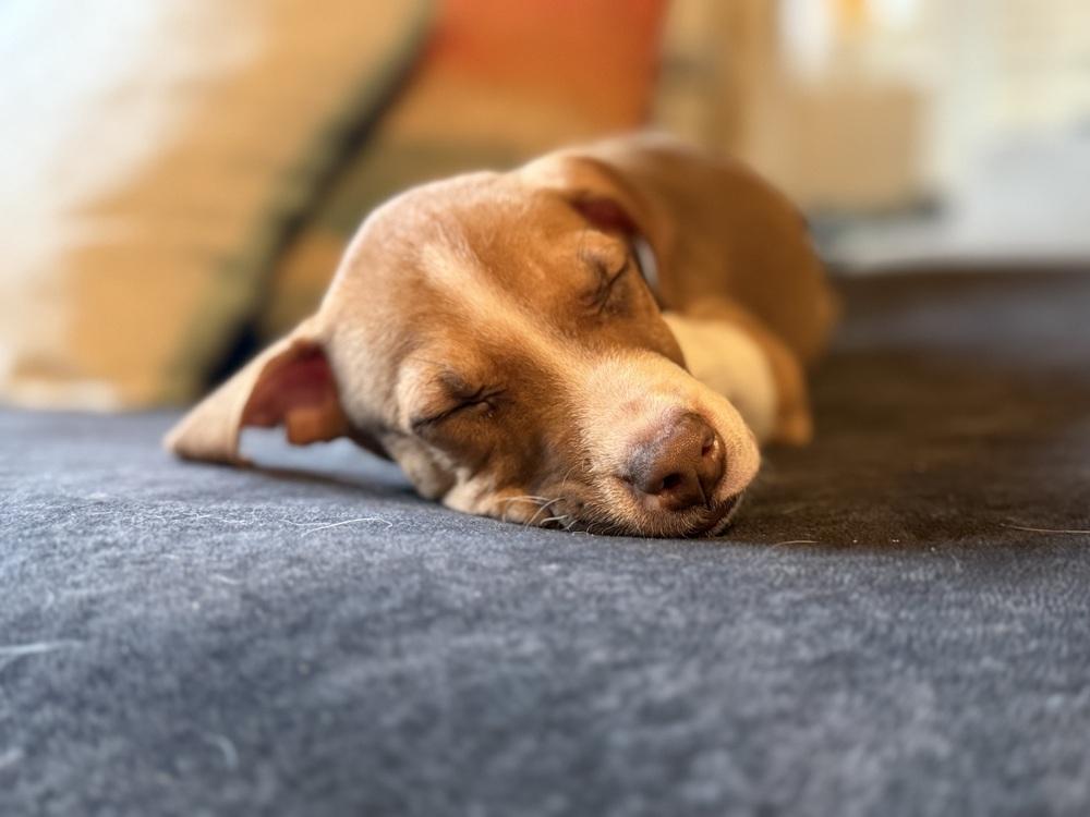 Enlarge Bay of Cadiz, a Adoptable mixed breed in Waunakee, WI image 2/6