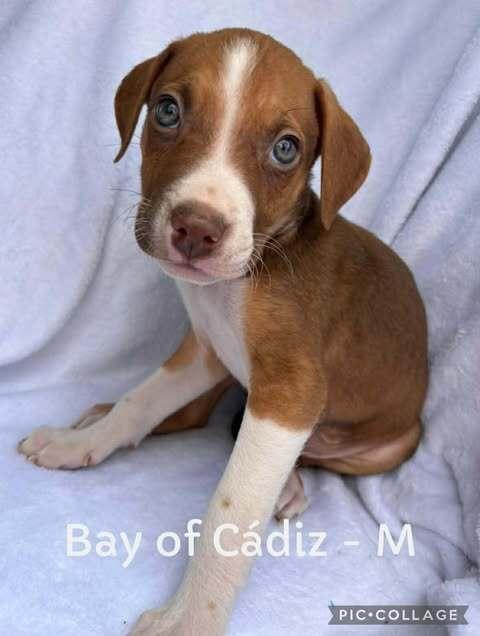 Enlarge Bay of Cadiz, a Adoptable mixed breed in Waunakee, WI image 3/6