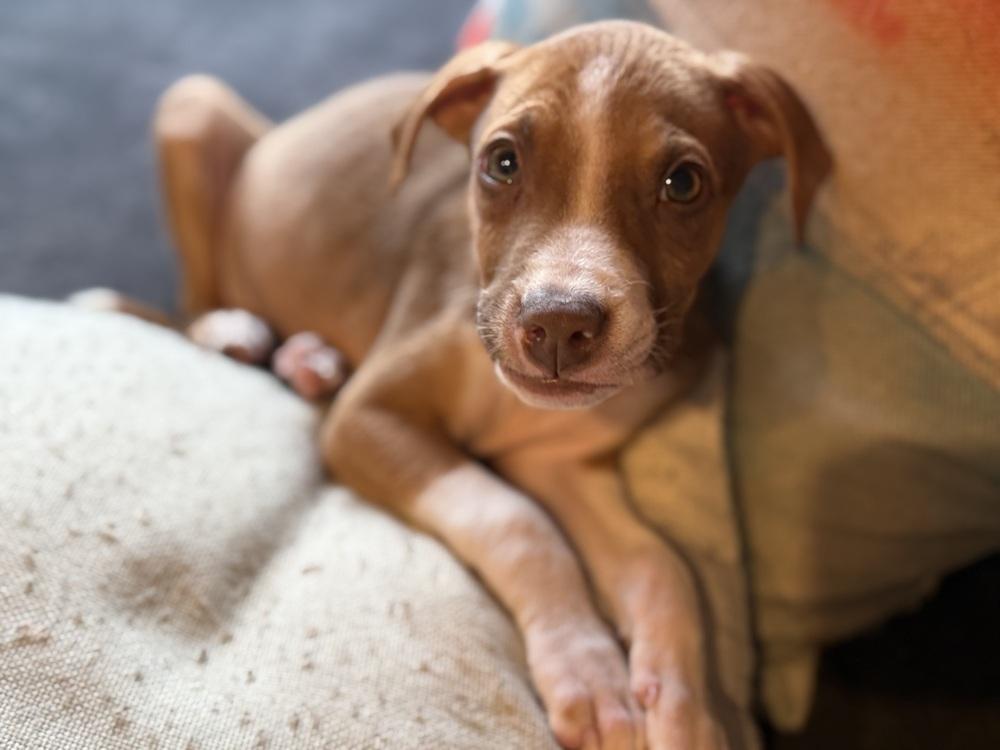 Enlarge Bay of Cadiz, a Adoptable mixed breed in Waunakee, WI image 4/6