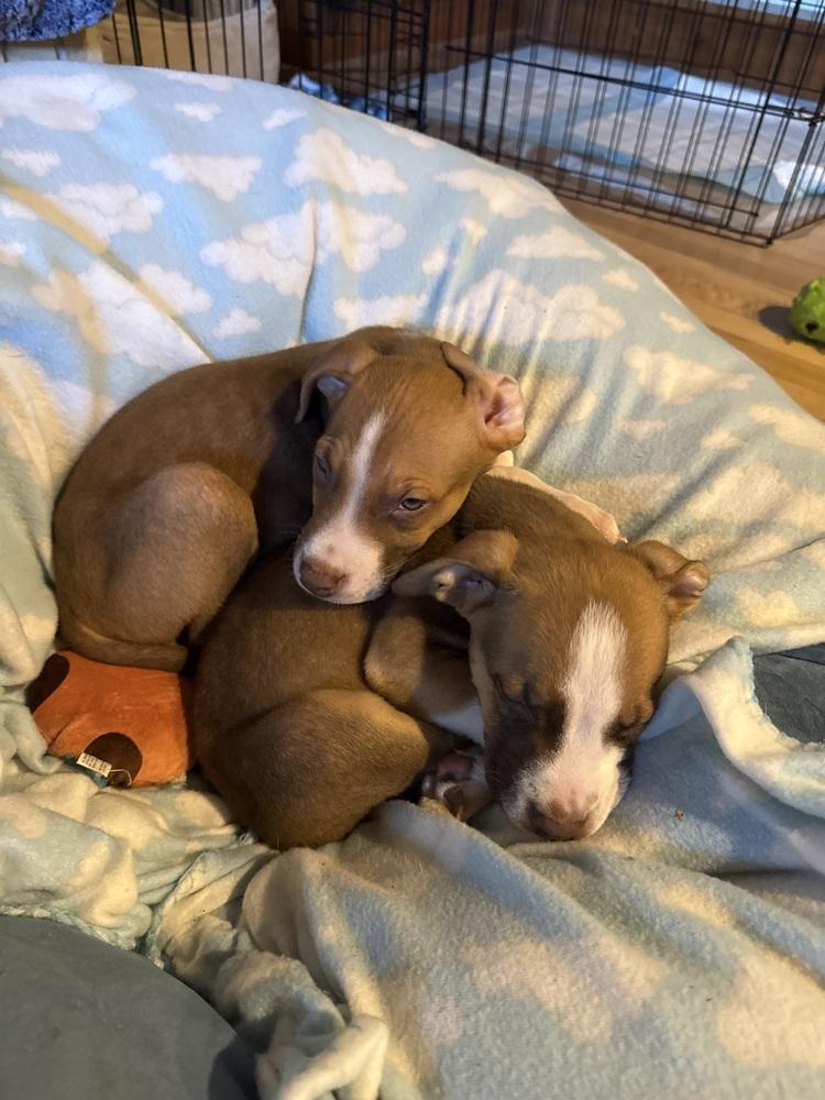 Enlarge Bay of Cadiz, a Adoptable mixed breed in Waunakee, WI image 5/6