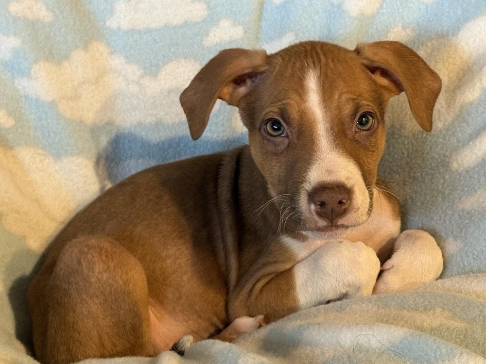 Enlarge Bay of Cadiz, a Adoptable mixed breed in Waunakee, WI image 6/6