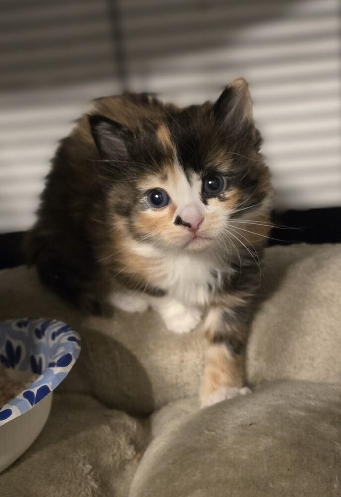 Enlarge Fawkes, a Adoptable mixed breed in Pacifica, CA image 1/1